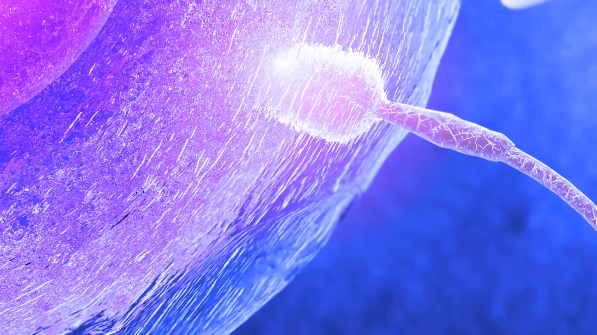Concepto visual de Oval, portada del video de identidad