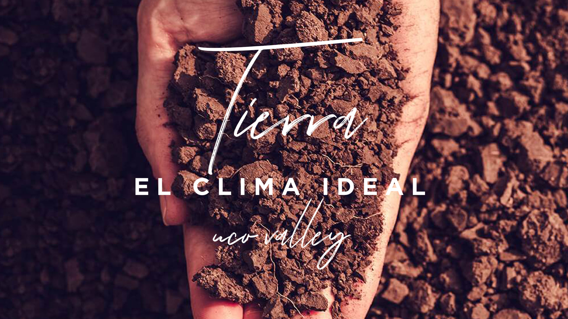 Diseño de botella y etiqueta de Paradise Vines